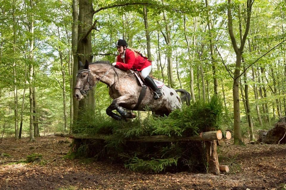 Knabstrupper Menja tofthøj billede 26