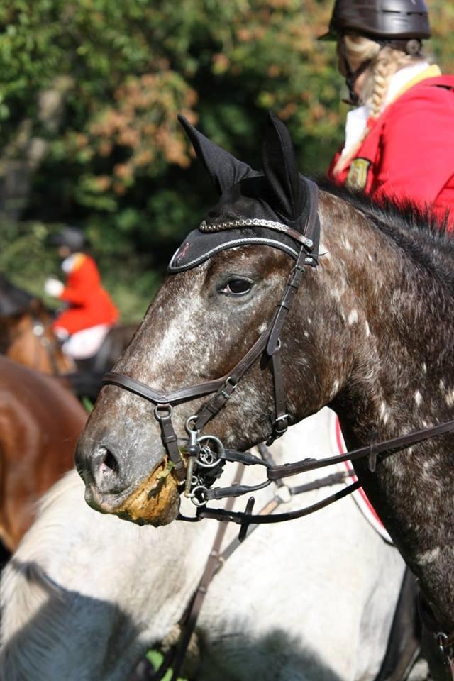 Knabstrupper Menja tofthøj billede 27