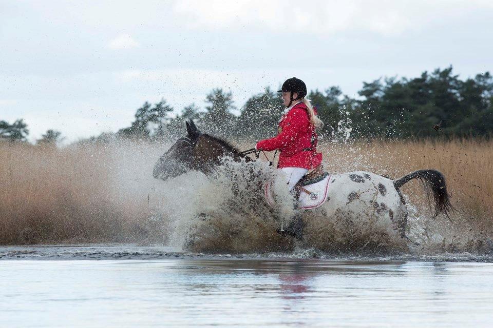 Knabstrupper Menja tofthøj billede 28