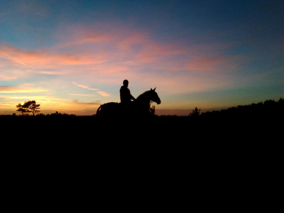 Knabstrupper Menja tofthøj billede 29