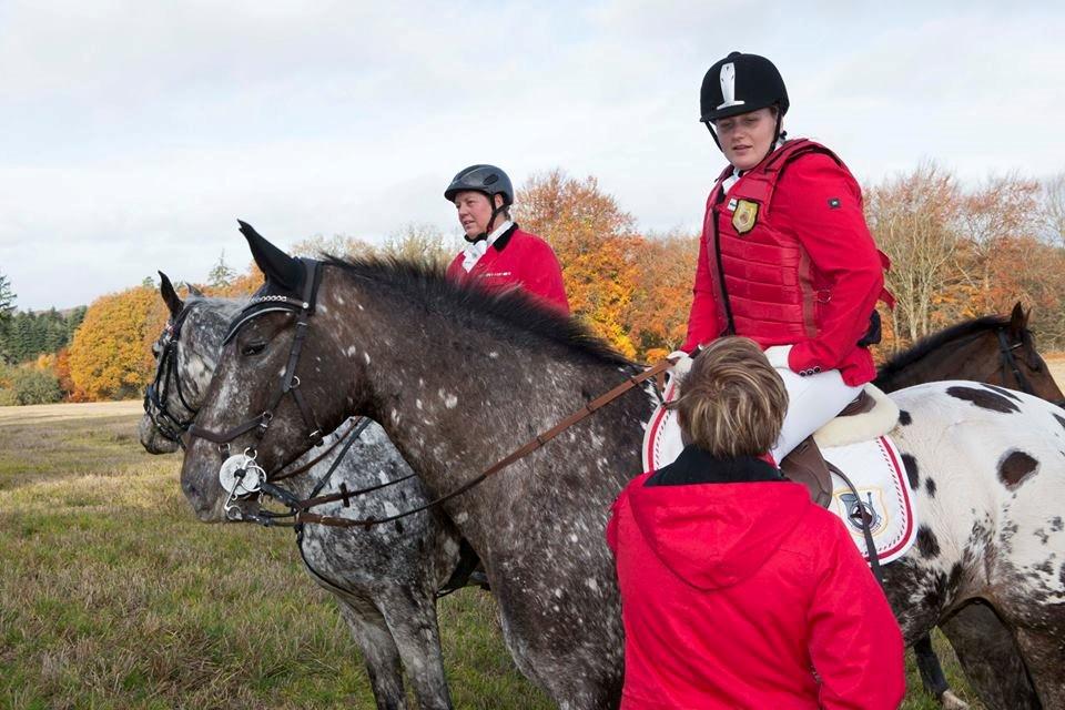 Knabstrupper Menja tofthøj billede 30