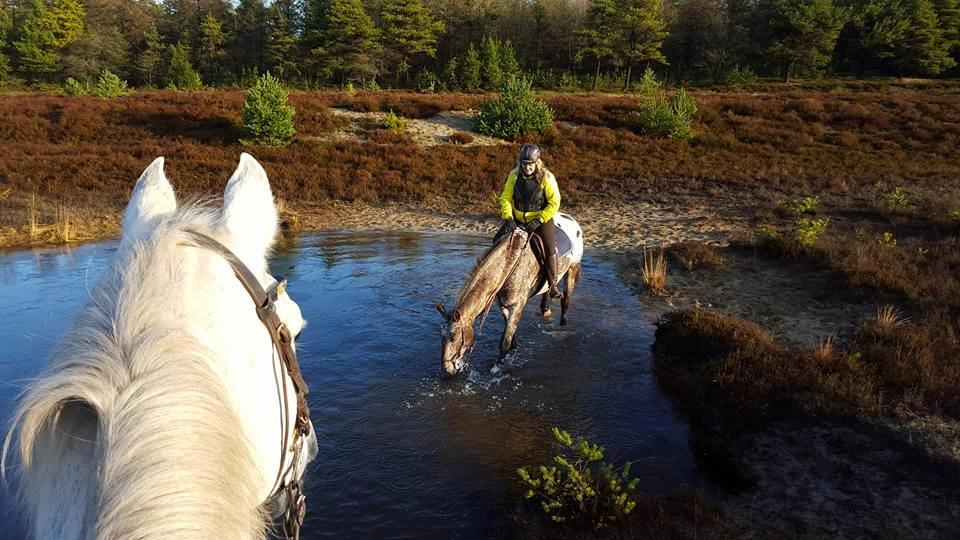 Knabstrupper Menja tofthøj billede 31
