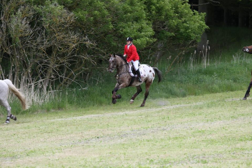Knabstrupper Menja tofthøj billede 13