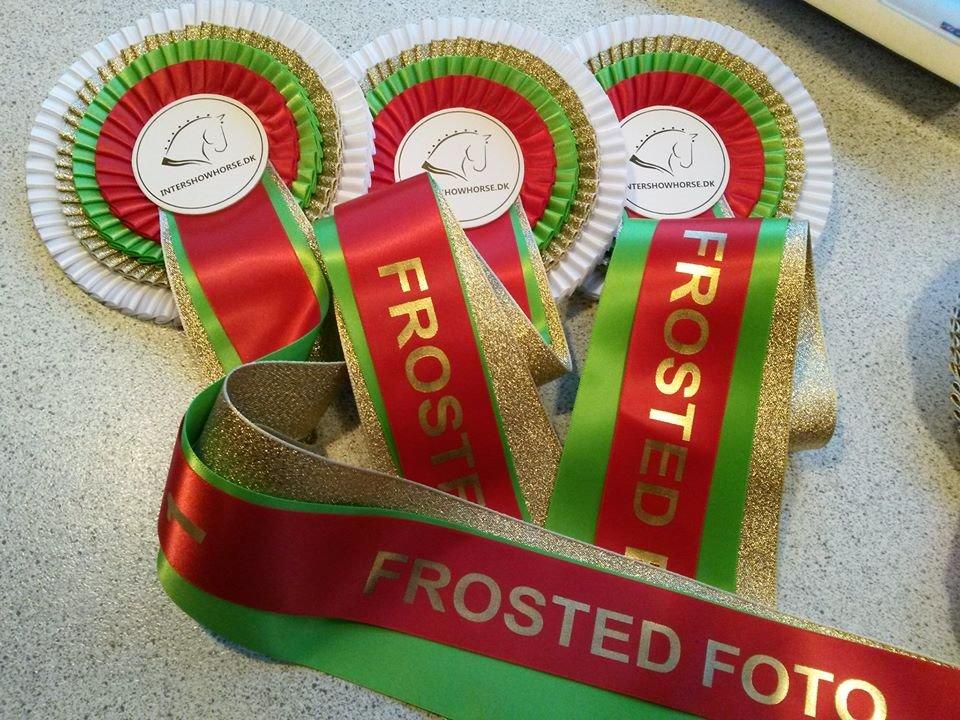 Dansk Varmblod Cheval billede 17