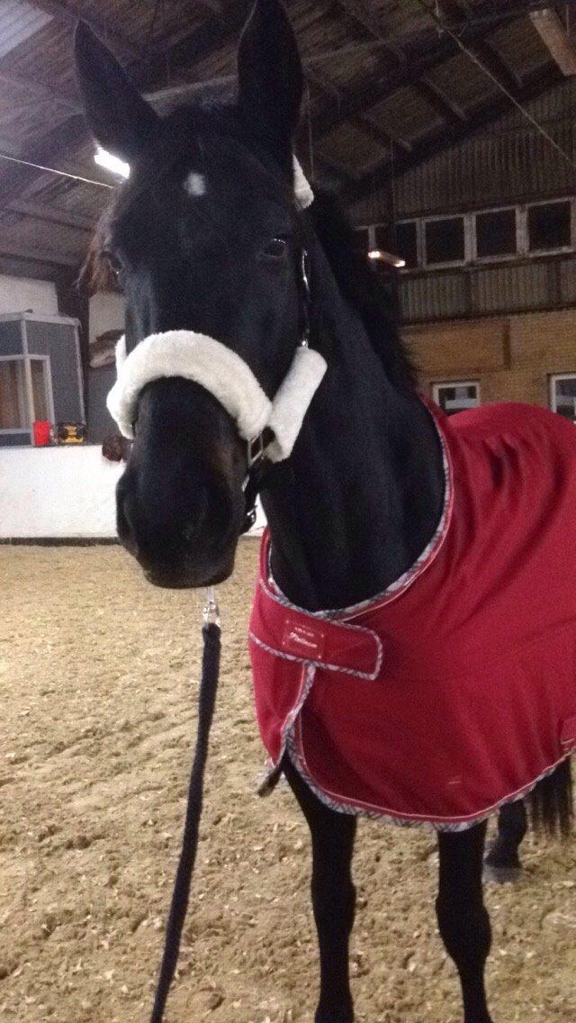 Dansk Varmblod Birkholm's oline billede 8