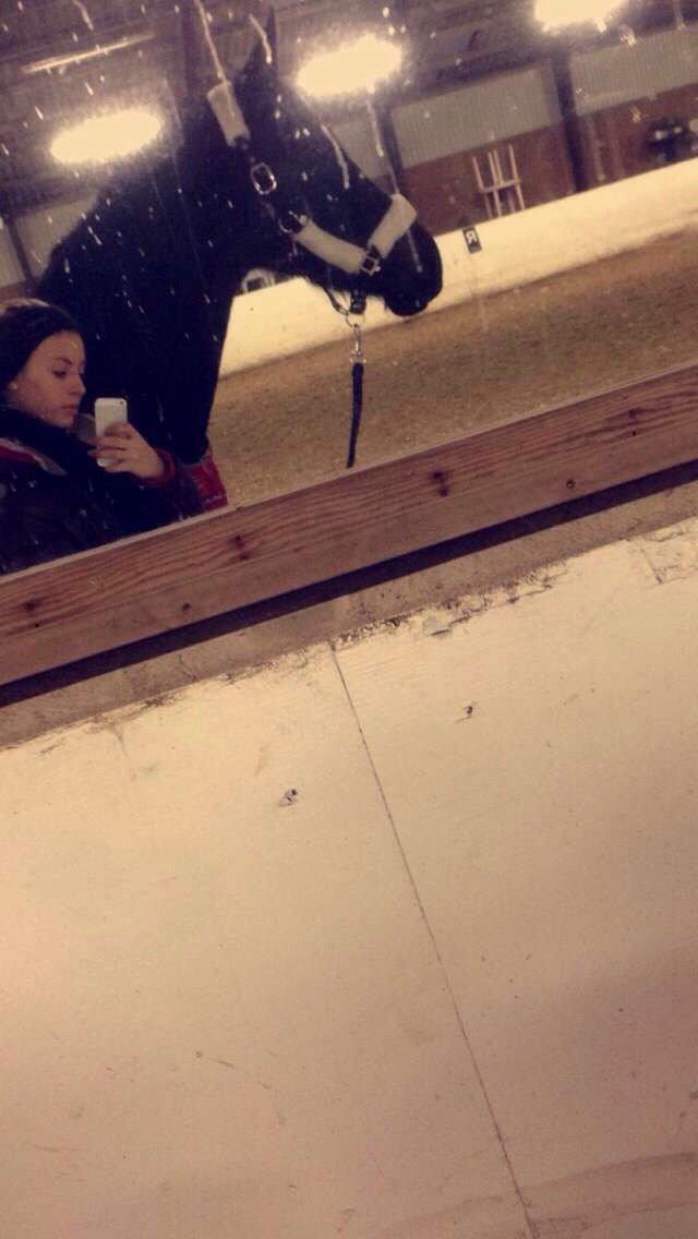 Dansk Varmblod Birkholm's oline billede 9