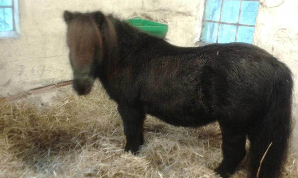 Shetl&#230;nder Ina billede 2