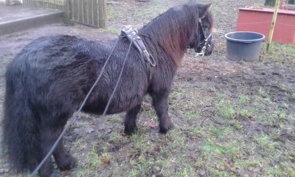 Shetl&#230;nder Ina billede 3