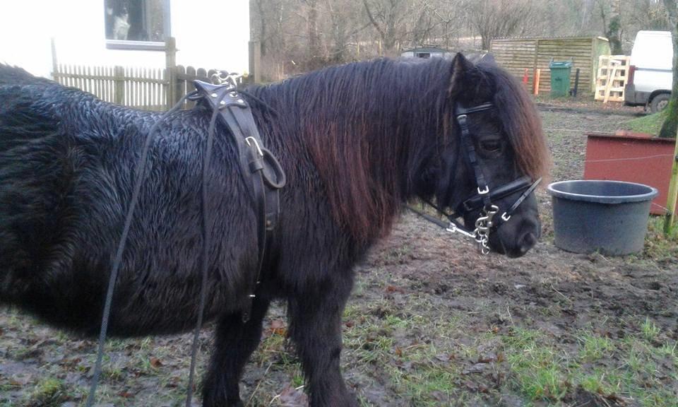 Shetl&#230;nder Ina billede 4