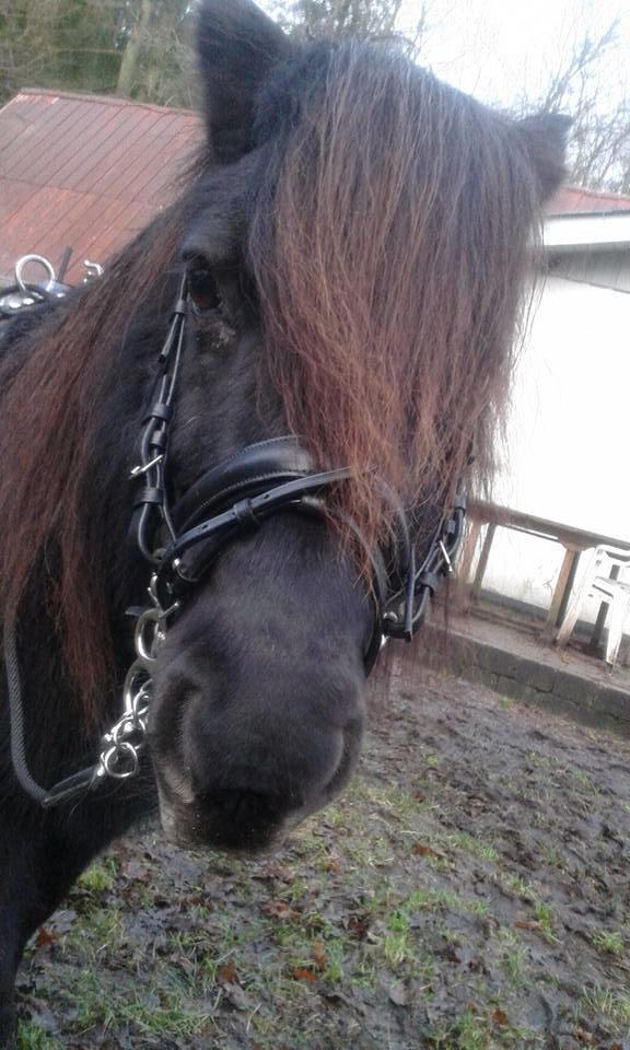 Shetl&#230;nder Ina billede 6