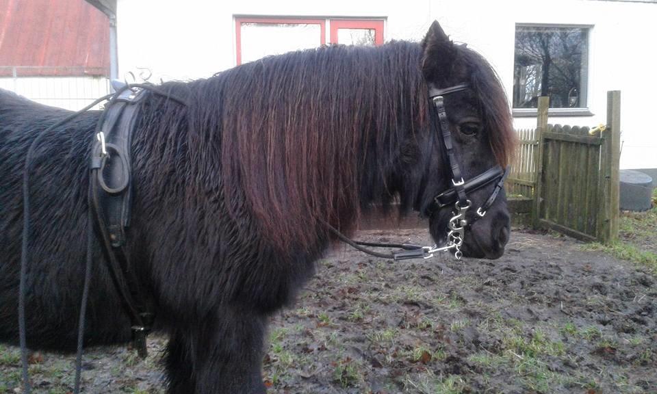 Shetl&#230;nder Ina billede 7