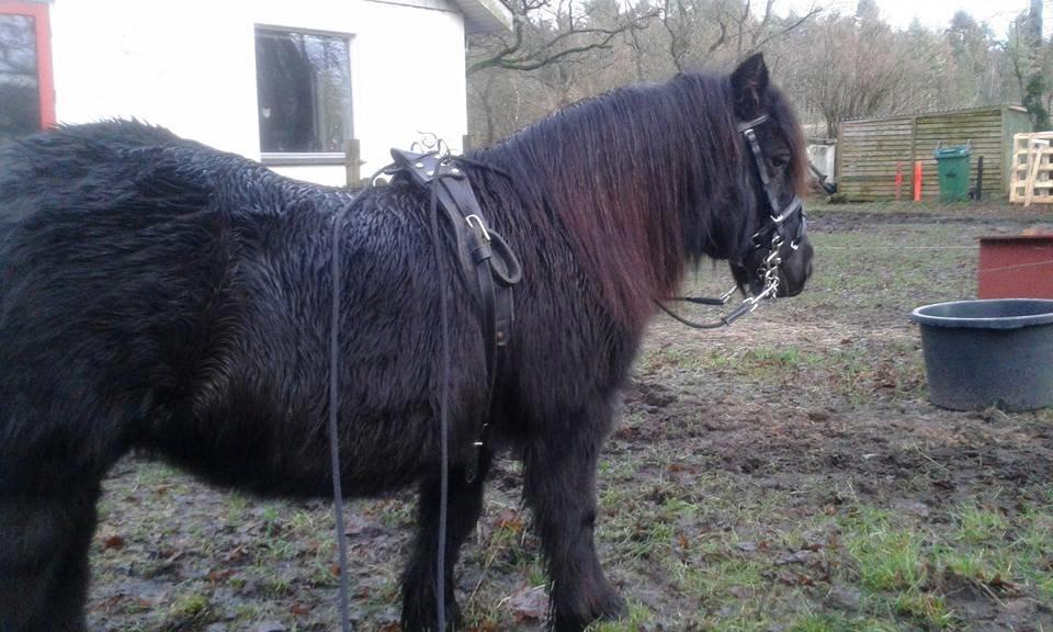 Shetl&#230;nder Ina billede 5