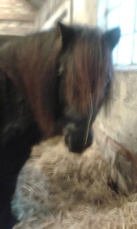 Shetl&#230;nder Ina billede 8