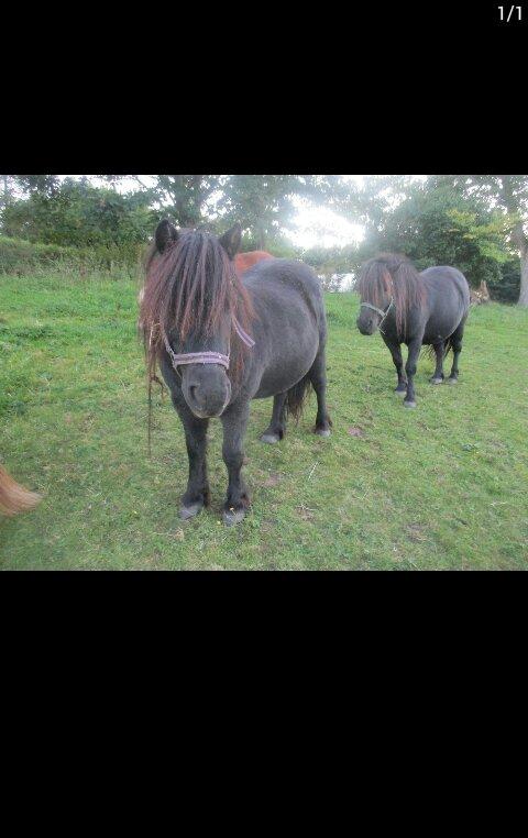 Shetl&#230;nder Ina billede 9