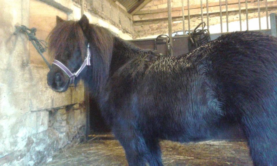 Shetl&#230;nder Ina billede 10