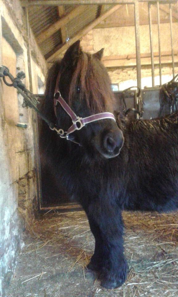 Shetl&#230;nder Ina billede 1