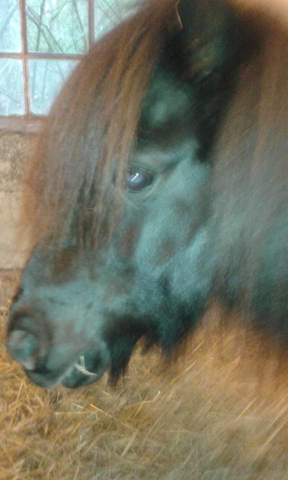 Shetl&#230;nder Ina billede 12