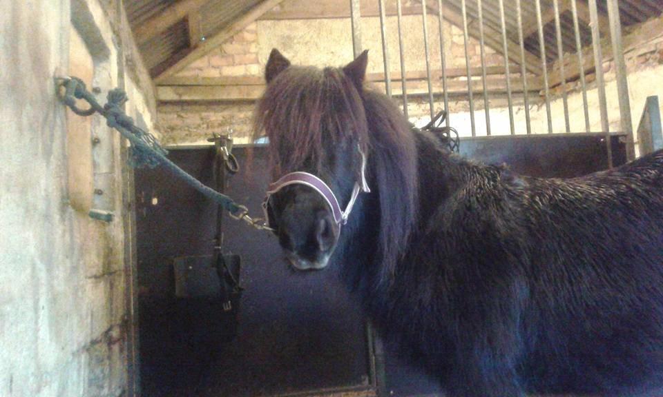 Shetl&#230;nder Ina billede 13