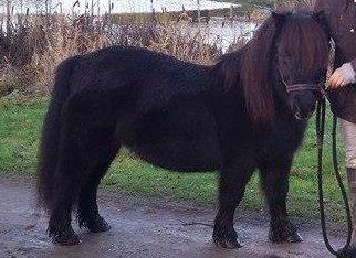 Shetl&#230;nder Ina billede 11