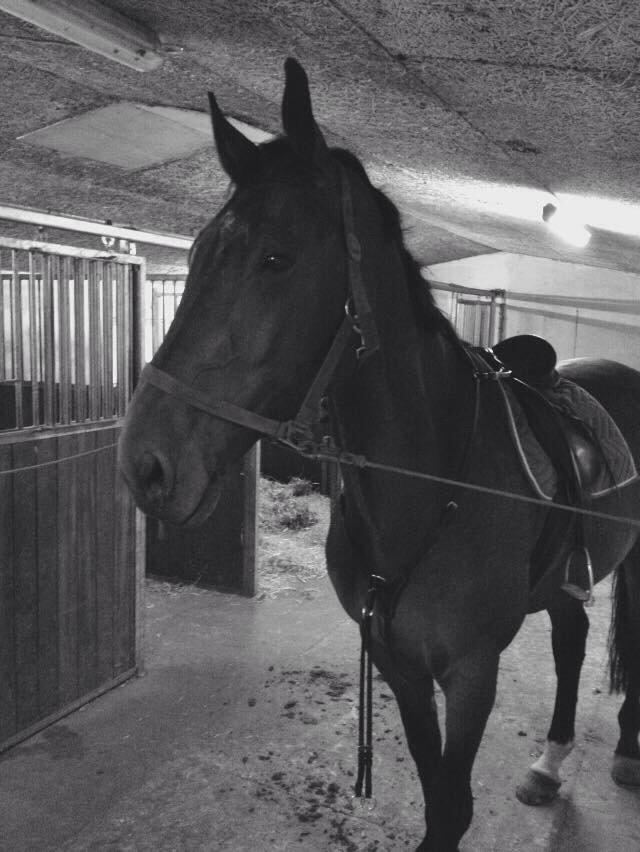 Dansk Varmblod Calaz billede 6