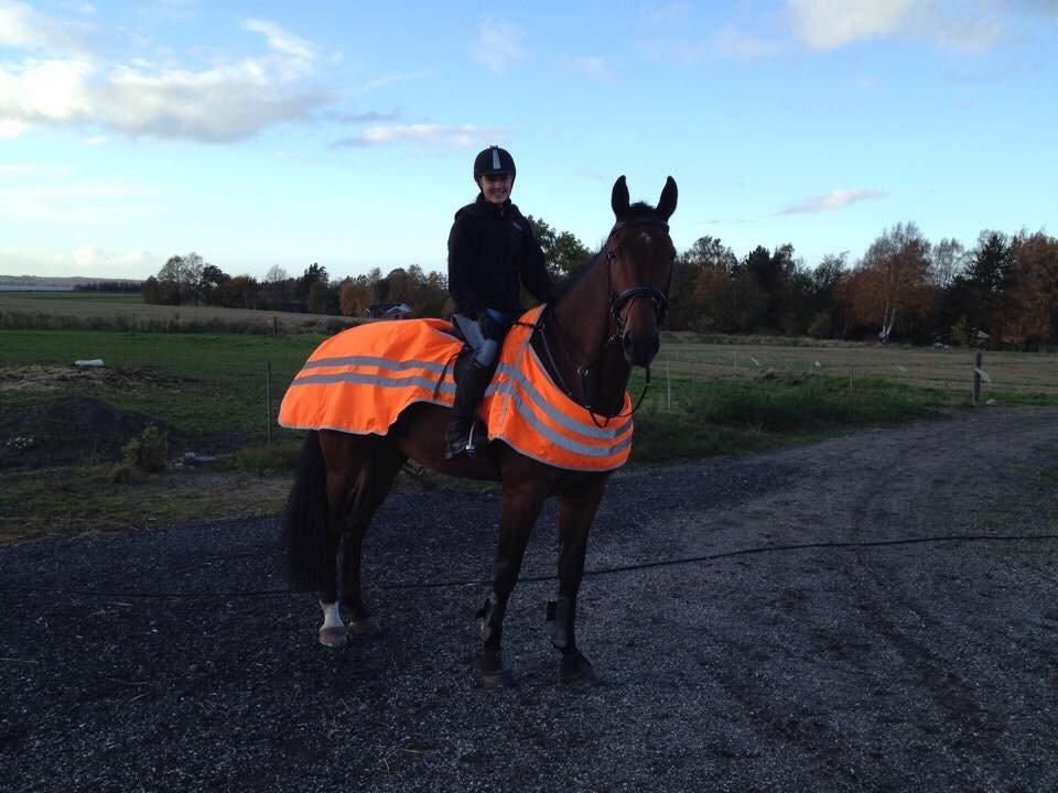 Dansk Varmblod Calaz billede 7