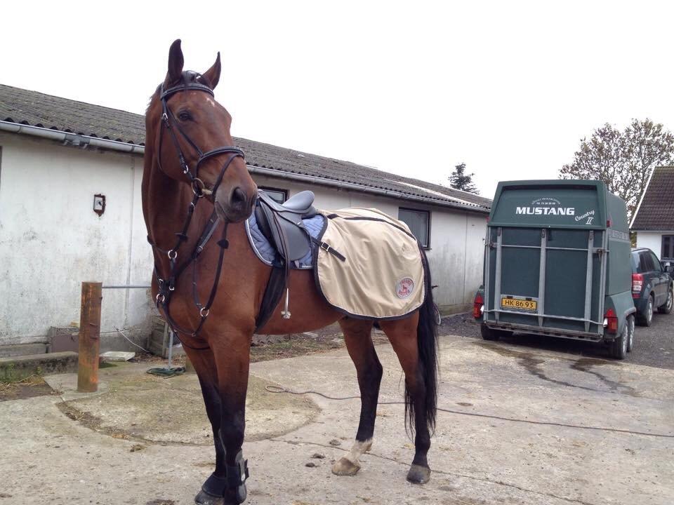 Dansk Varmblod Calaz billede 8