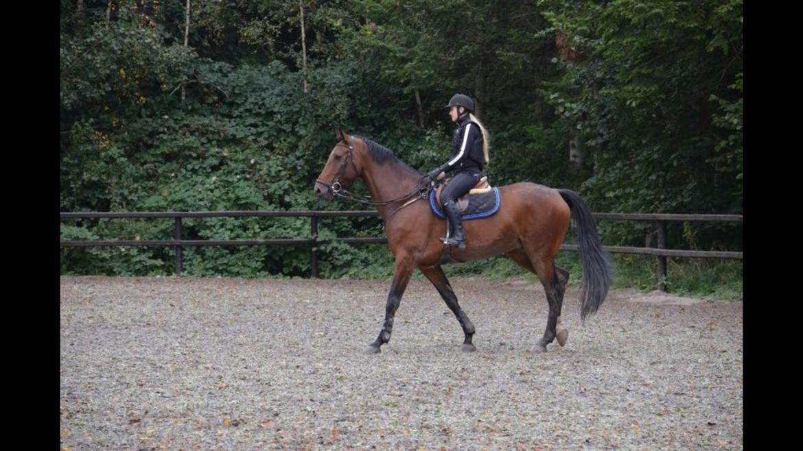 Dansk Varmblod Calaz billede 9