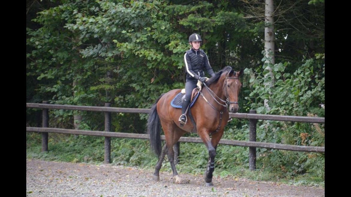 Dansk Varmblod Calaz billede 4