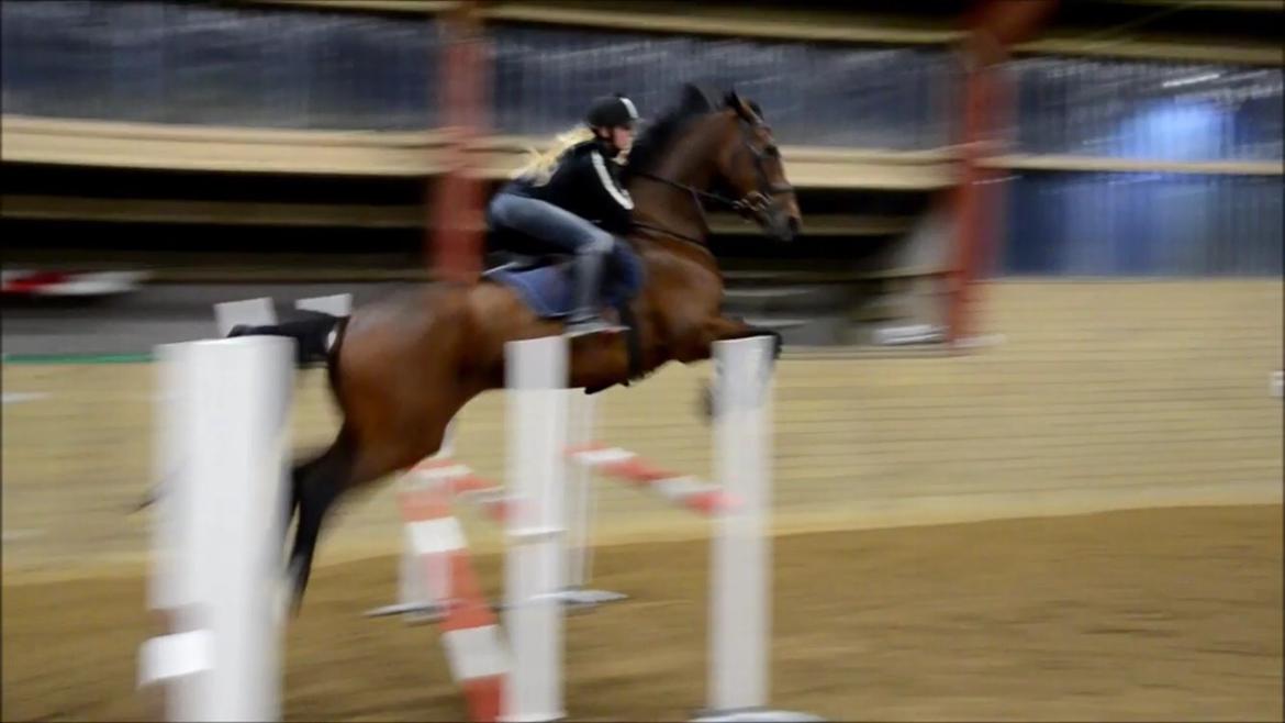 Dansk Varmblod Calaz billede 10