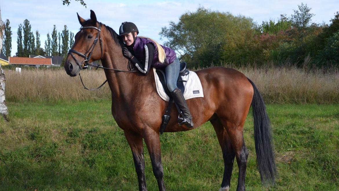 Dansk Varmblod Calaz billede 5