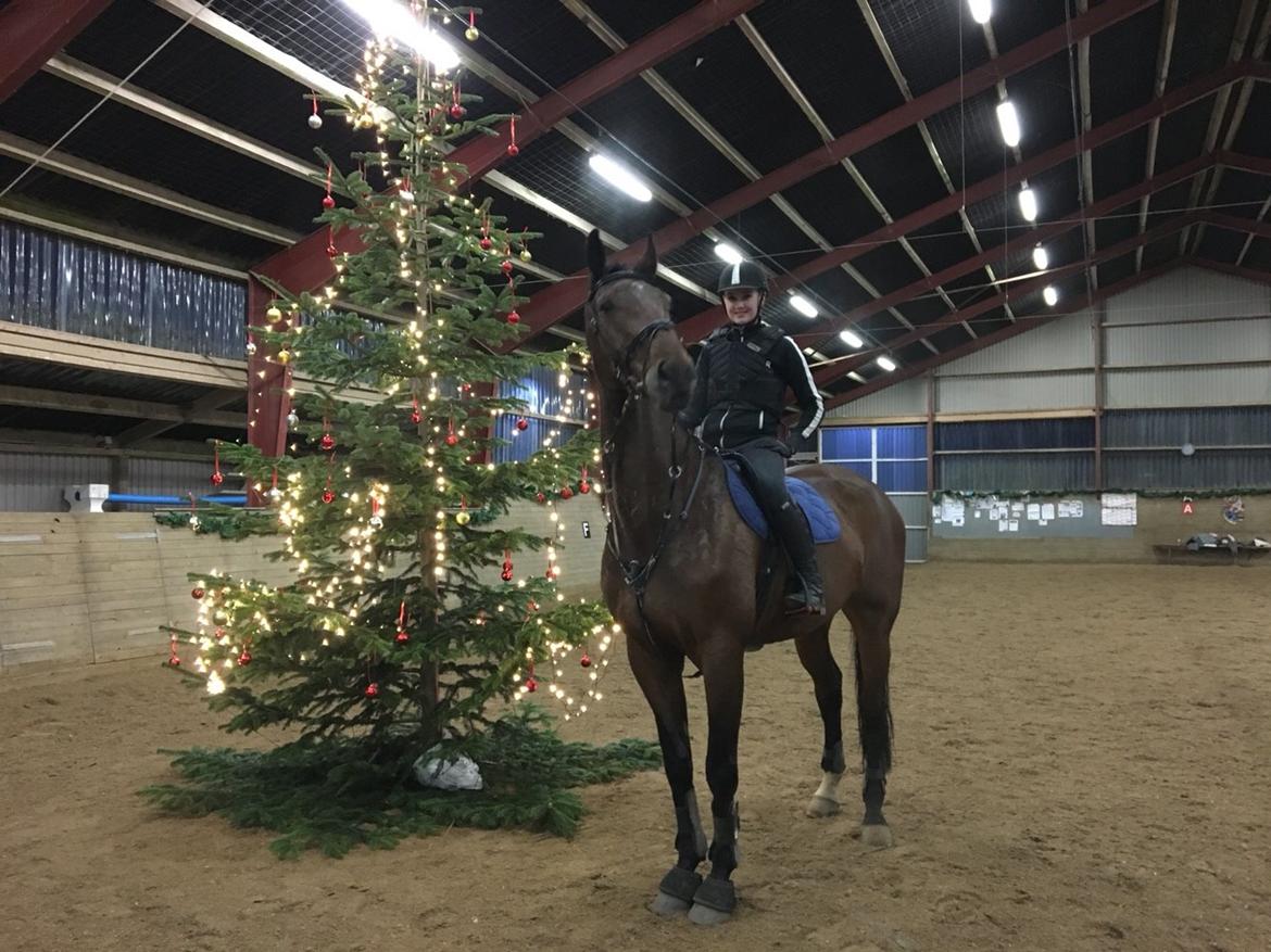 Dansk Varmblod Calaz billede 11