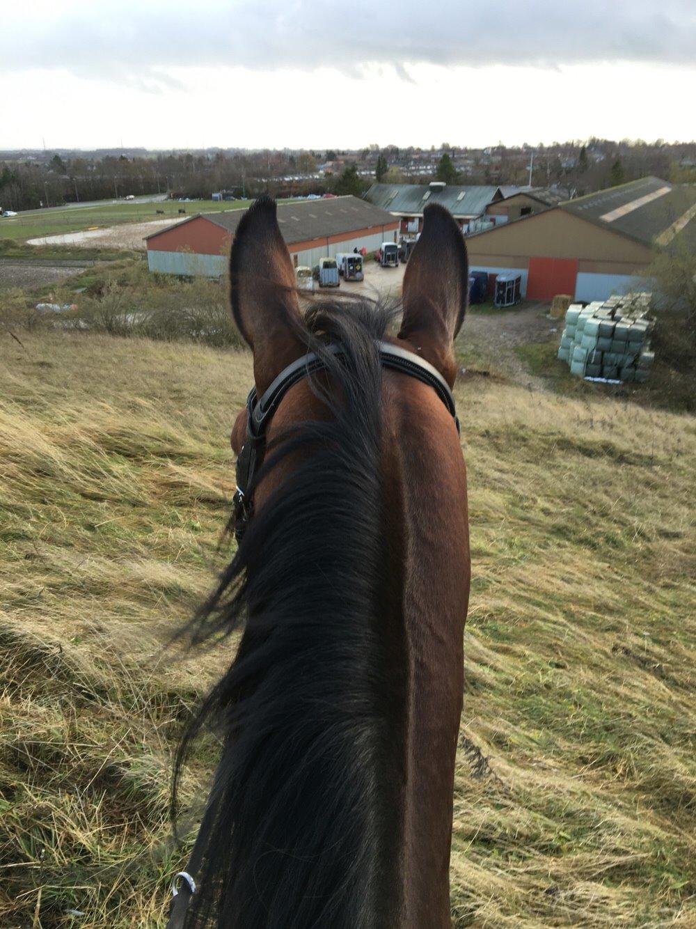 Dansk Varmblod Calaz billede 12