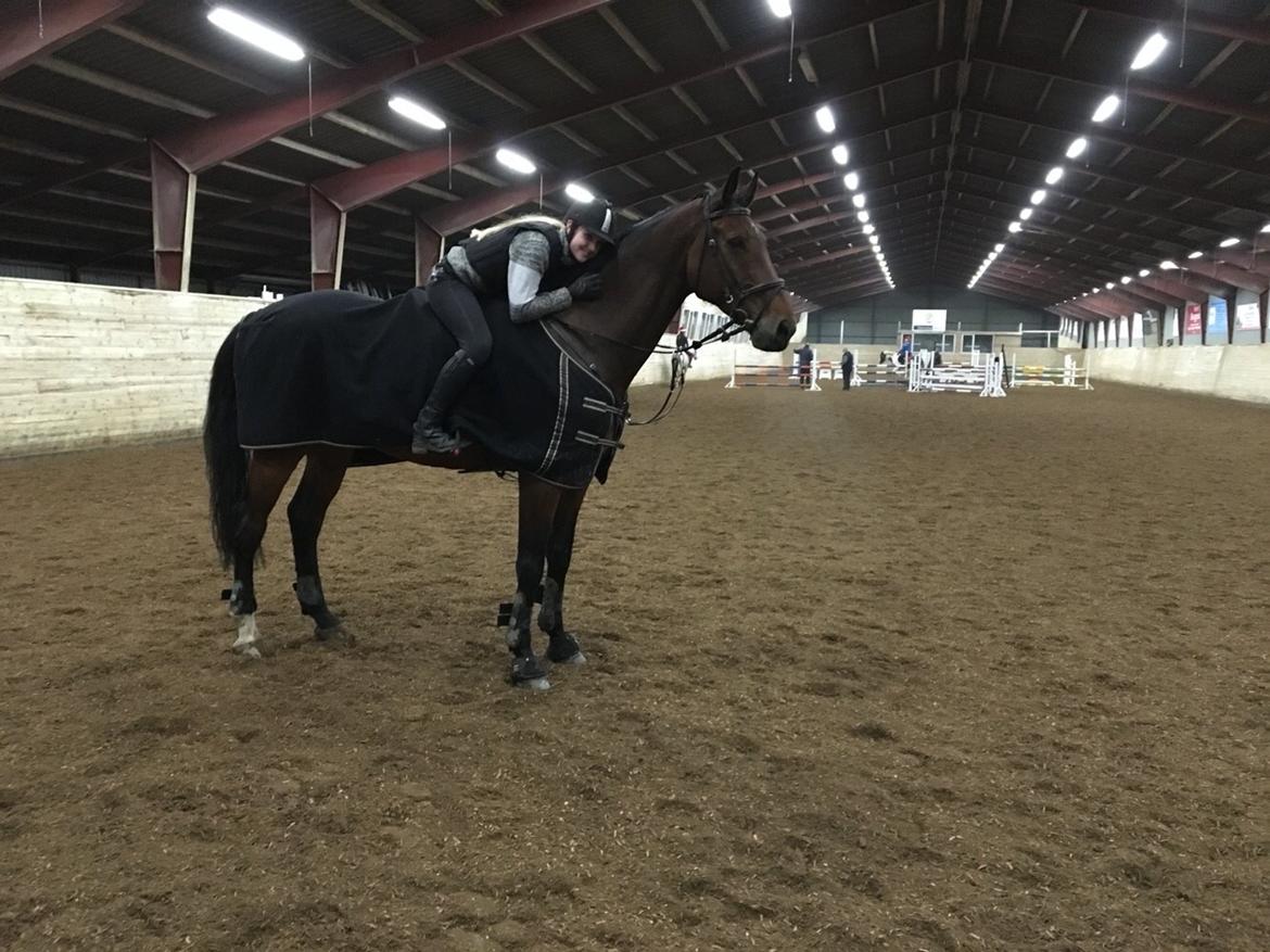 Dansk Varmblod Calaz billede 13