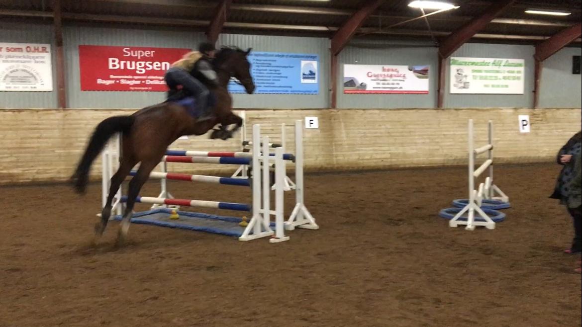 Dansk Varmblod Calaz billede 14