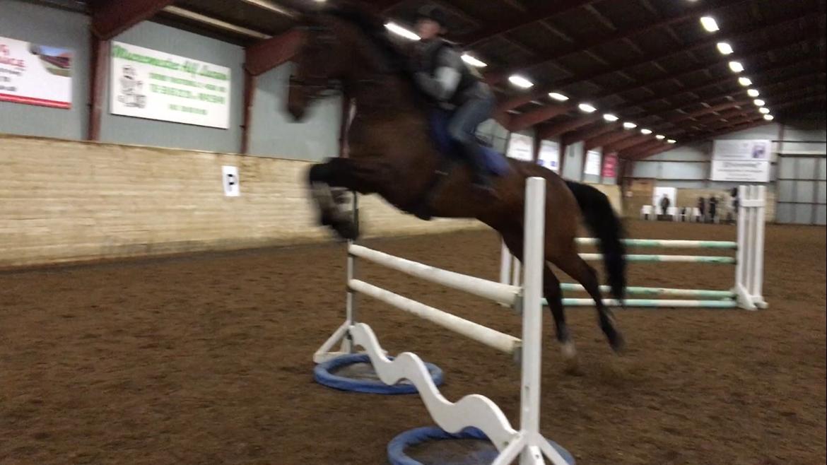 Dansk Varmblod Calaz billede 15