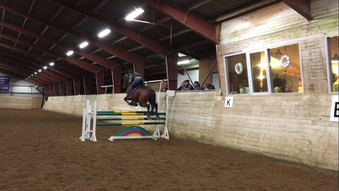 Dansk Varmblod Calaz billede 16