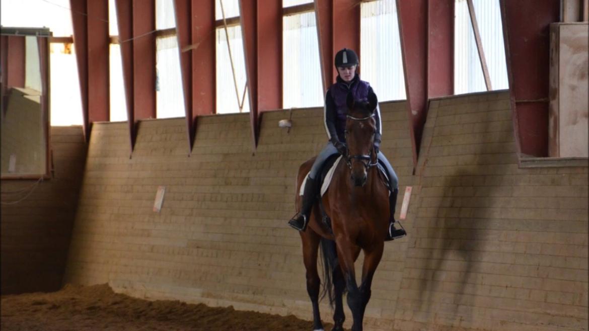 Dansk Varmblod Calaz billede 17