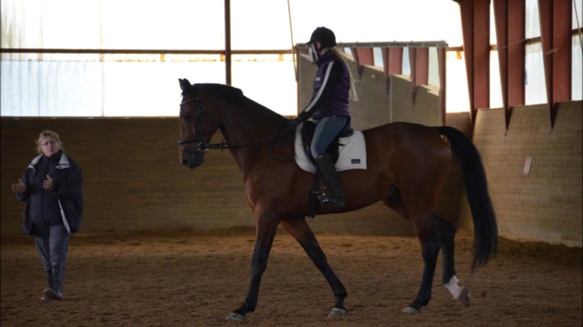 Dansk Varmblod Calaz billede 18