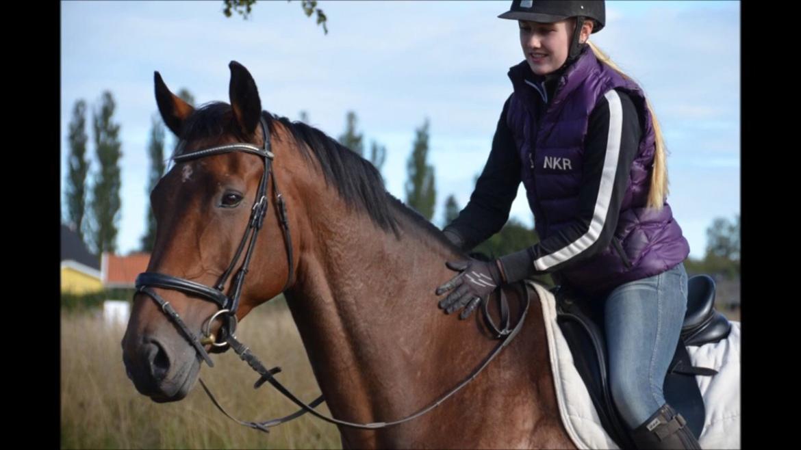 Dansk Varmblod Calaz billede 19