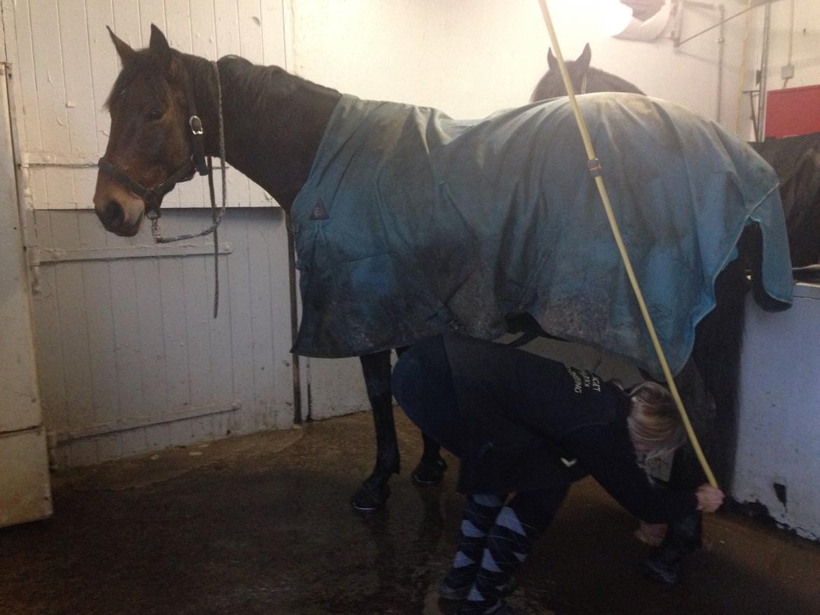 Dansk Varmblod Nicolai-høj billede 18