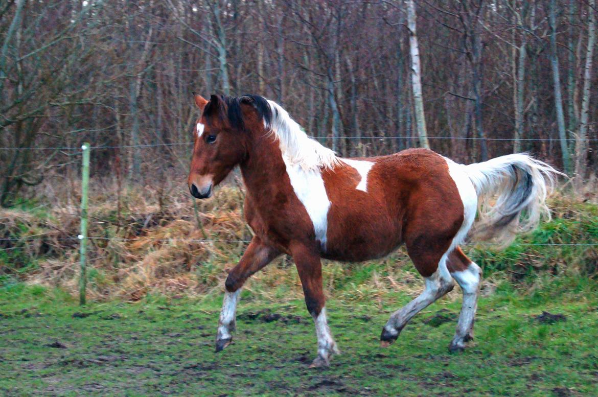 Anden særlig race Joey - Okay vi prøver lige at lege hingst ;) 23/12-2015 billede 4