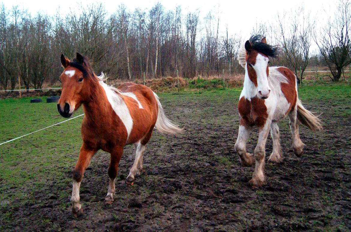 Anden særlig race Joey - Løber mig i møde <3 23/12-2015 billede 12