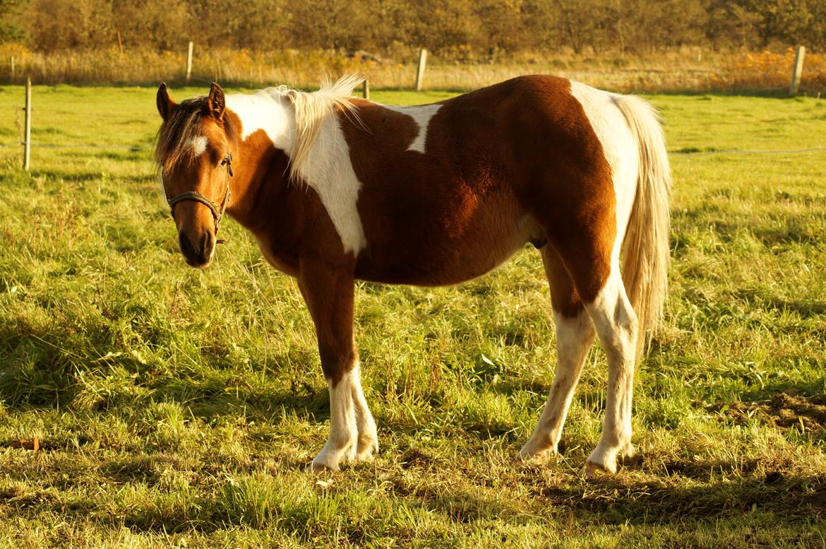 Anden særlig race Joey - Han er meget høj bagtil, så der skal vokses en del :) Oktober 2015 billede 9
