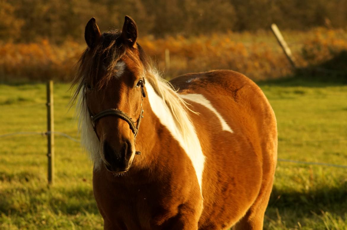 Anden særlig race Joey - <3 Oktober 2015 billede 5