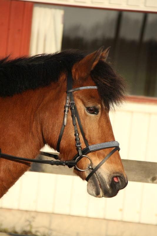 Connemara Trolderik billede 15