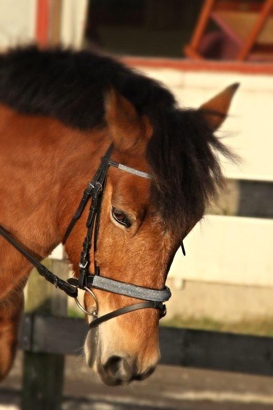 Connemara Trolderik billede 16