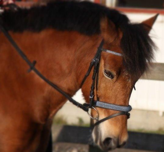 Connemara Trolderik billede 14