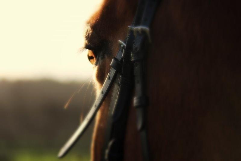 Connemara Trolderik billede 18