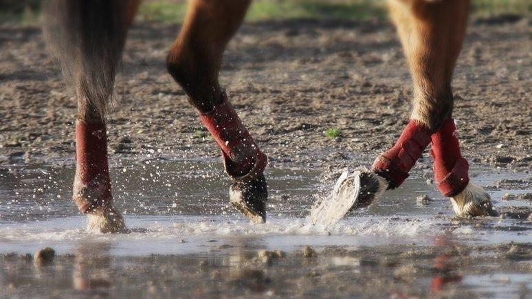 Connemara Trolderik billede 20