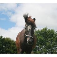 Islænder Atlas fra Baltzergaard